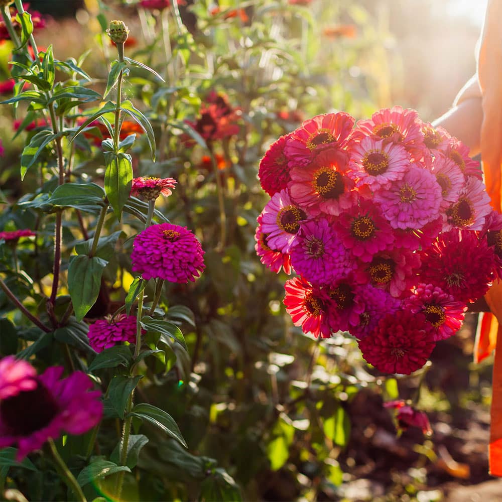 Large zinnia patch in Victoria, TX where you can make your own bouquets